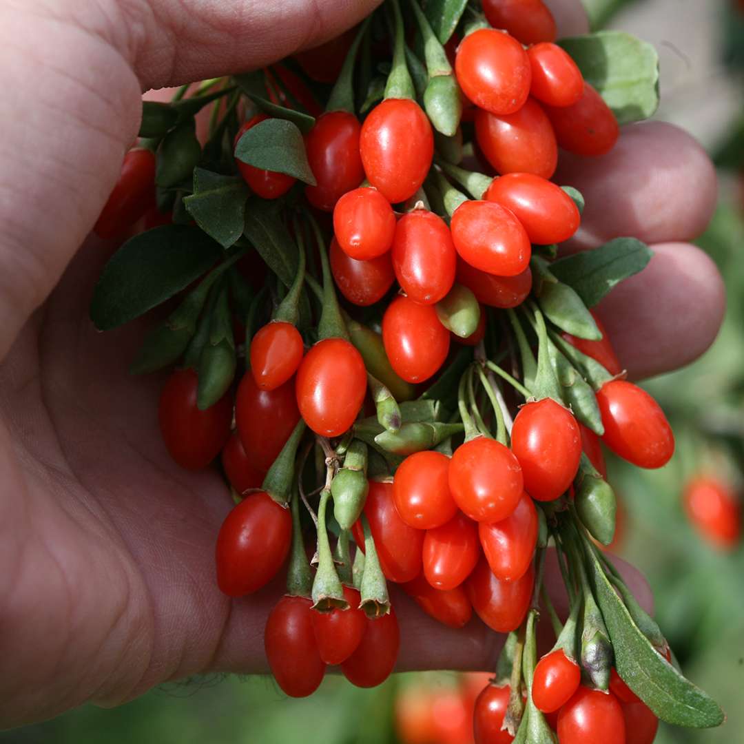 Sweet Lifeberry Lycium heavy berry set in hand